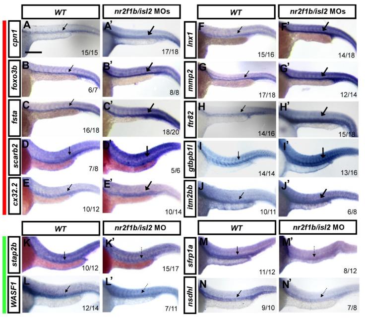 https://cdn.ncbi.nlm.nih.gov/pmc/blobs/6dca/9220758/8d2c559c9819/biomedicines-10-01261-g002.jpg