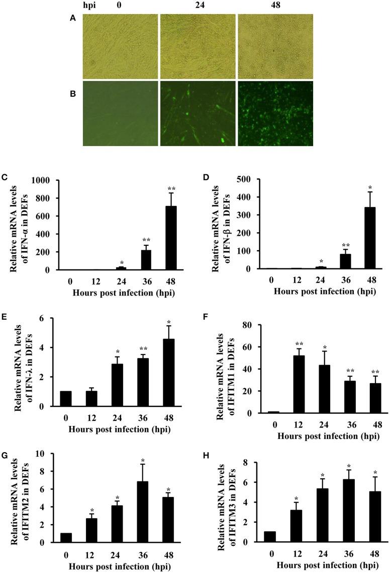 https://cdn.ncbi.nlm.nih.gov/pmc/blobs/6dcd/5397487/b0b0cf60dc27/fmicb-08-00672-g0003.jpg