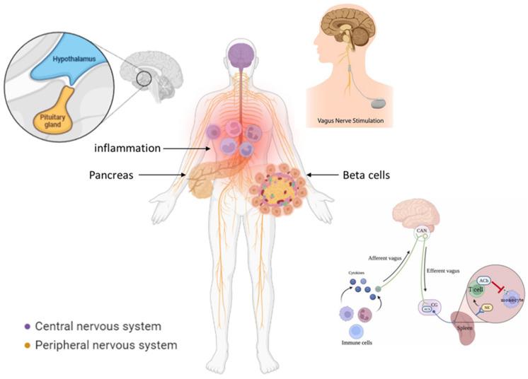 https://cdn.ncbi.nlm.nih.gov/pmc/blobs/6dcf/10297454/3b421d2f485a/cells-12-01632-g001.jpg