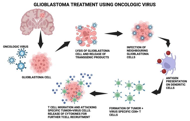 https://cdn.ncbi.nlm.nih.gov/pmc/blobs/6dd1/10801585/0075adb3f3aa/medsci-12-00001-g001.jpg