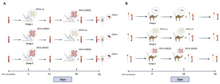 https://cdn.ncbi.nlm.nih.gov/pmc/blobs/6dd2/9413082/616d3a03dcc0/vaccines-10-01330-g001.jpg