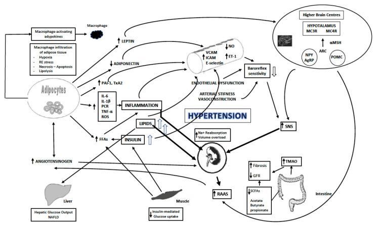 https://cdn.ncbi.nlm.nih.gov/pmc/blobs/6dd4/8703549/7fd344886d17/nutrients-13-04482-g001.jpg
