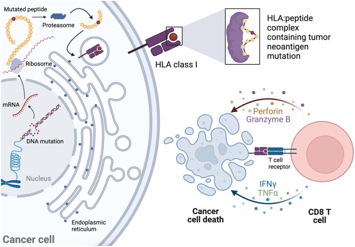 https://cdn.ncbi.nlm.nih.gov/pmc/blobs/6dd4/9830230/3b343a48255c/gr1.jpg