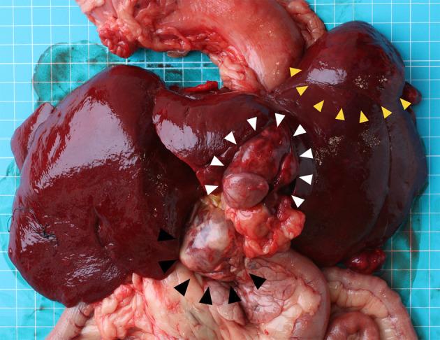https://cdn.ncbi.nlm.nih.gov/pmc/blobs/6dd5/8569883/ba74cbbd6a6f/jvms-83-1554-g003.jpg