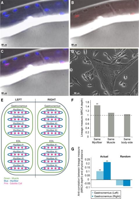 https://cdn.ncbi.nlm.nih.gov/pmc/blobs/6dd6/2276688/5c9aae22ed7d/pone.0001939.g004.jpg
