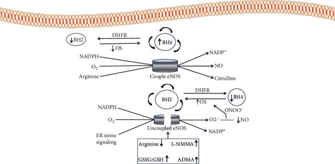 https://cdn.ncbi.nlm.nih.gov/pmc/blobs/6dd8/8099518/acea263d4f22/OMCL2021-8830880.002.jpg