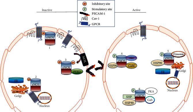 https://cdn.ncbi.nlm.nih.gov/pmc/blobs/6dd8/8099518/c9ba2c33cdbf/OMCL2021-8830880.004.jpg