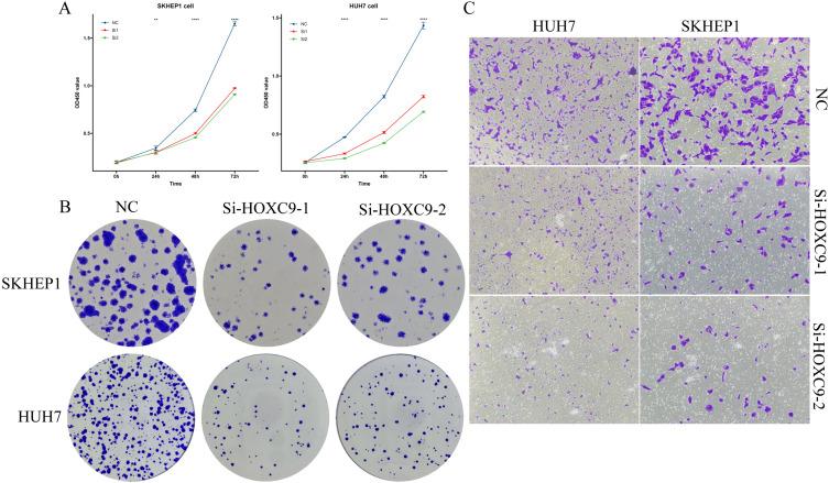 https://cdn.ncbi.nlm.nih.gov/pmc/blobs/6ddc/11963816/2f7b0057a01f/OTT-18-453-g0007.jpg
