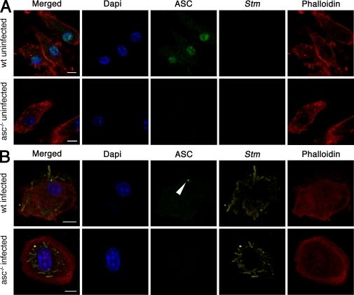 https://cdn.ncbi.nlm.nih.gov/pmc/blobs/6de3/2916133/654e7fee4941/JEM_20100257_RGB_Fig3.jpg