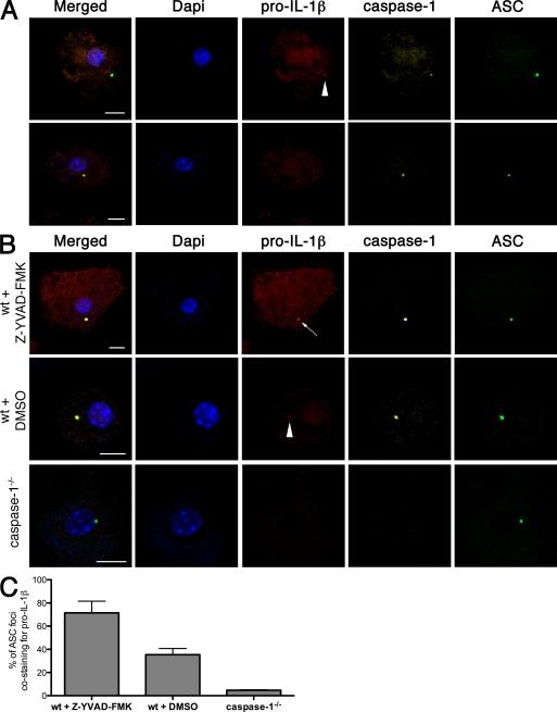 https://cdn.ncbi.nlm.nih.gov/pmc/blobs/6de3/2916133/abdfe03f64cd/JEM_20100257_RGB_Fig6.jpg