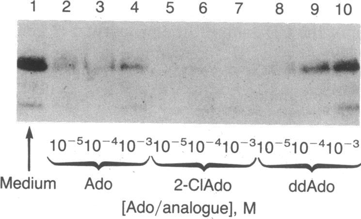 https://cdn.ncbi.nlm.nih.gov/pmc/blobs/6de5/279641/400045b6a8d8/pnas00255-0161-a.jpg