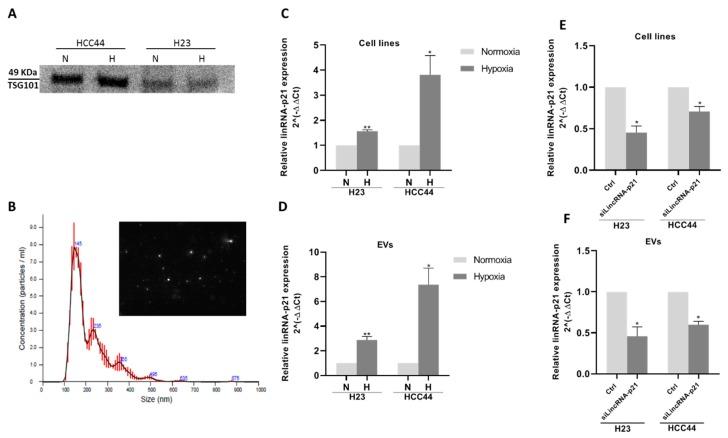 https://cdn.ncbi.nlm.nih.gov/pmc/blobs/6de6/7140053/5e1545a3f488/cancers-12-00734-g002.jpg
