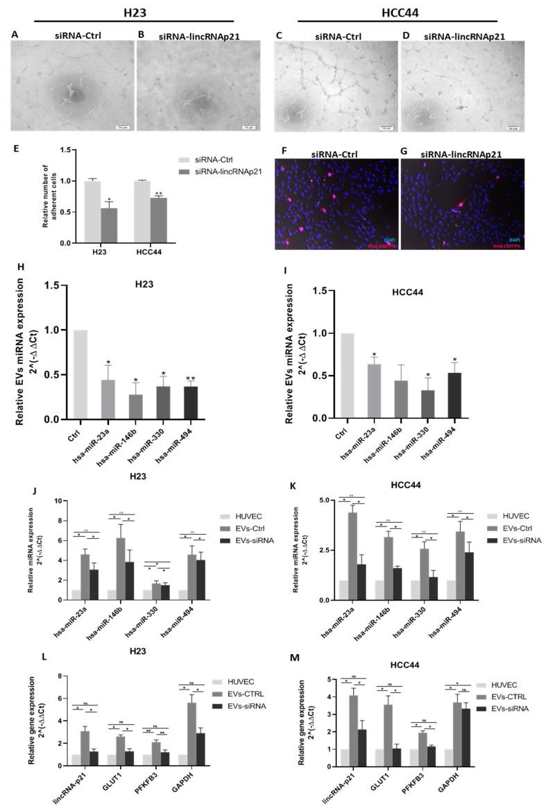 https://cdn.ncbi.nlm.nih.gov/pmc/blobs/6de6/7140053/dc46f329a808/cancers-12-00734-g003.jpg
