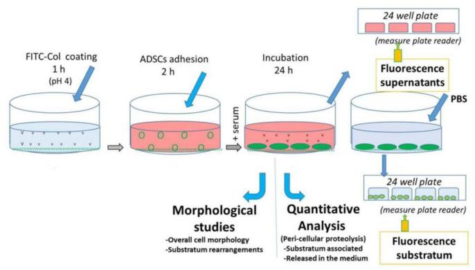 https://cdn.ncbi.nlm.nih.gov/pmc/blobs/6de6/8953637/2d68a8941bb0/ijms-23-03058-g001.jpg