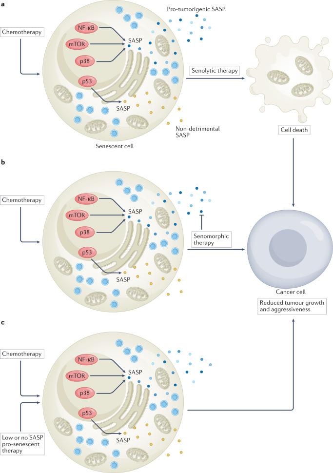 https://cdn.ncbi.nlm.nih.gov/pmc/blobs/6de8/9428886/ad455bfd5b69/41571_2022_668_Fig4_HTML.jpg