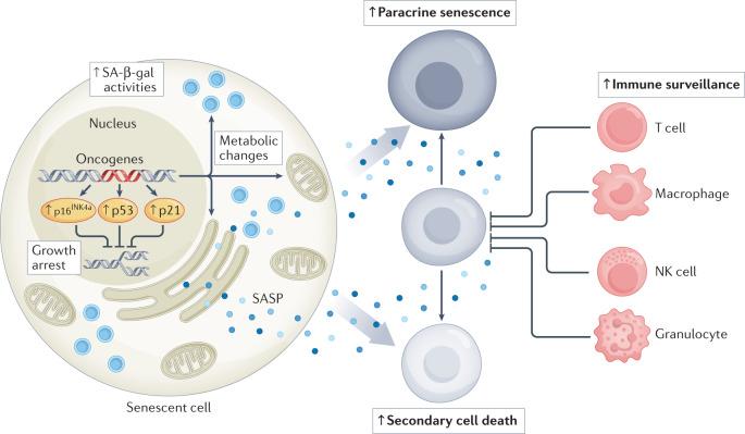 https://cdn.ncbi.nlm.nih.gov/pmc/blobs/6de8/9428886/e3c4fe0cb31c/41571_2022_668_Fig1_HTML.jpg