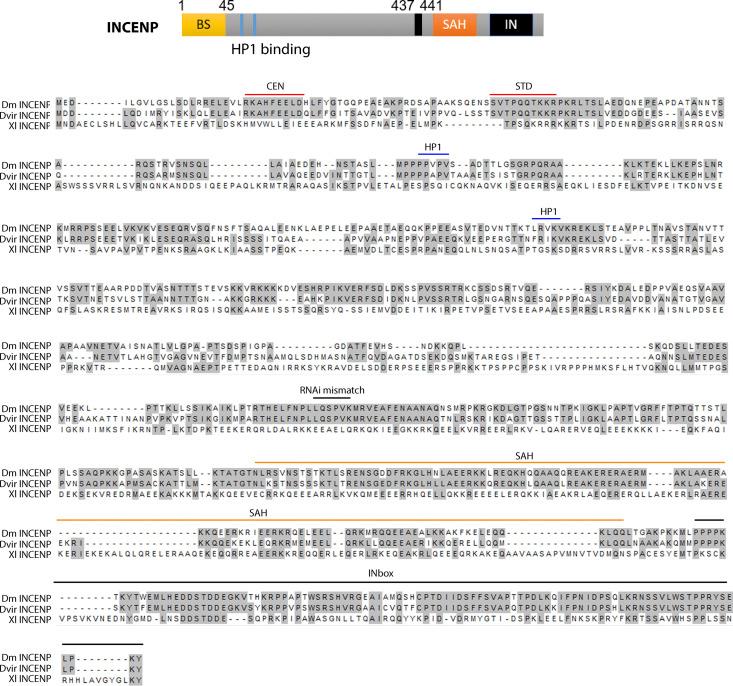 https://cdn.ncbi.nlm.nih.gov/pmc/blobs/6ded/8185691/223391c96afe/JCB_202006018_FigS1.jpg