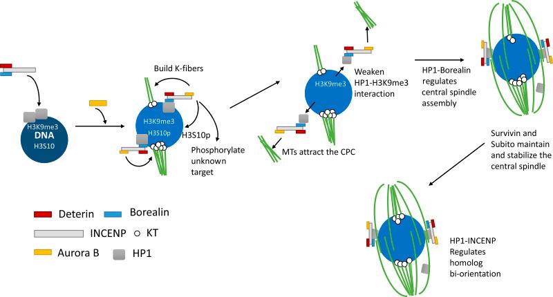 https://cdn.ncbi.nlm.nih.gov/pmc/blobs/6ded/8185691/6d45d882d9b4/JCB_202006018_Fig8.jpg