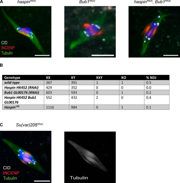 https://cdn.ncbi.nlm.nih.gov/pmc/blobs/6ded/8185691/c1ac97de7382/JCB_202006018_FigS4.jpg