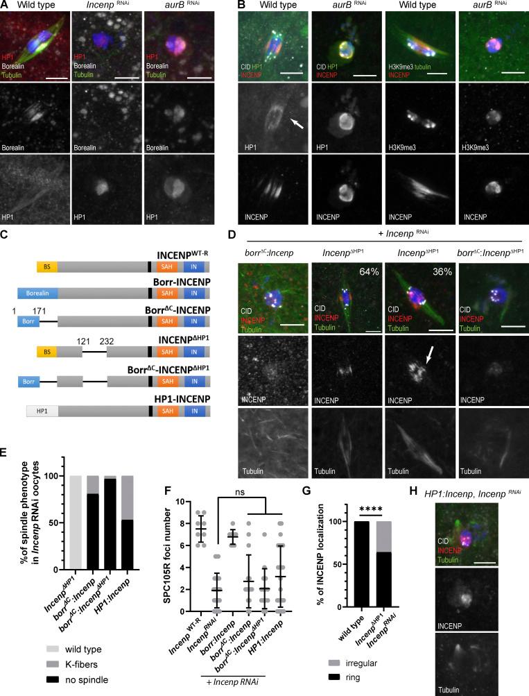 https://cdn.ncbi.nlm.nih.gov/pmc/blobs/6ded/8185691/c4ba1cfe3125/JCB_202006018_Fig4.jpg