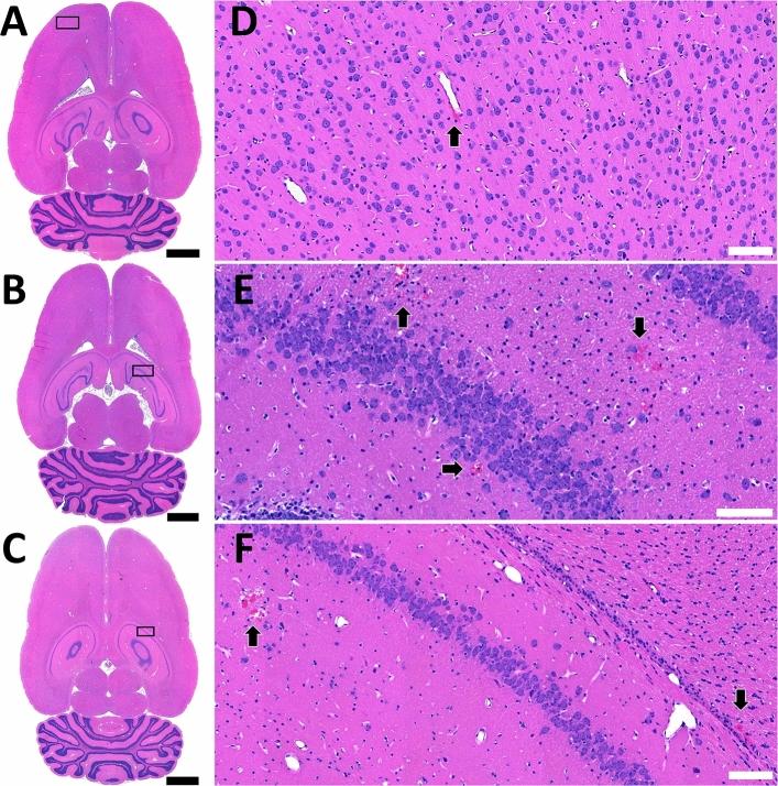 https://cdn.ncbi.nlm.nih.gov/pmc/blobs/6df2/7725832/c3dbb9f9653b/41598_2020_78657_Fig5_HTML.jpg
