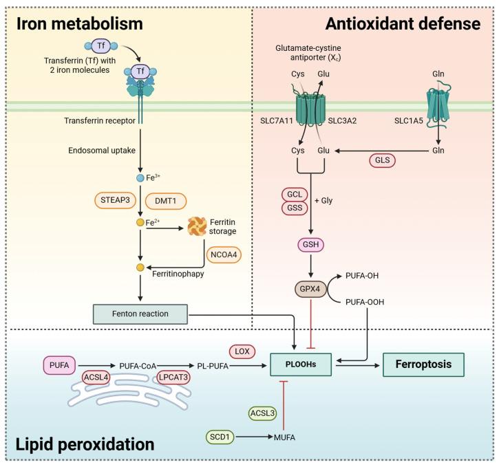 https://cdn.ncbi.nlm.nih.gov/pmc/blobs/6df3/12298166/261c14e9a80e/pharmaceutics-17-00937-g002.jpg