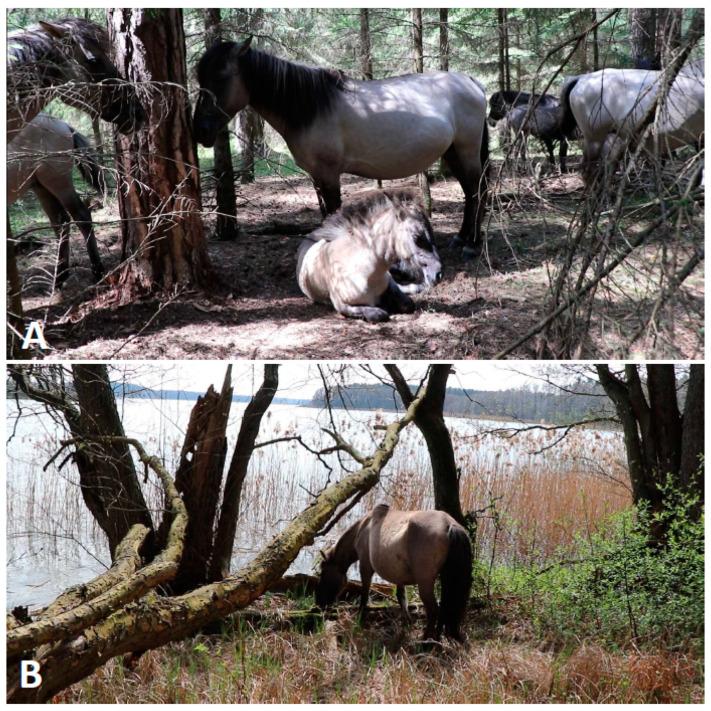 https://cdn.ncbi.nlm.nih.gov/pmc/blobs/6df6/10778358/1950f9169422/animals-14-00008-g001.jpg