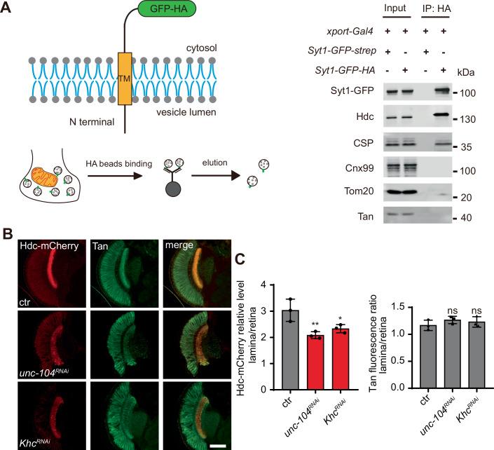 https://cdn.ncbi.nlm.nih.gov/pmc/blobs/6df7/11480334/d4d9c51345b3/44318_2024_223_Fig2_HTML.jpg
