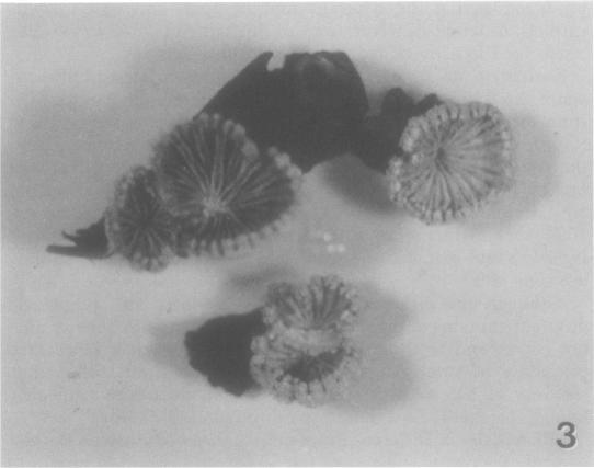 https://cdn.ncbi.nlm.nih.gov/pmc/blobs/6df9/1091913/4fa114d13c80/plntphys00864-0069-c.jpg
