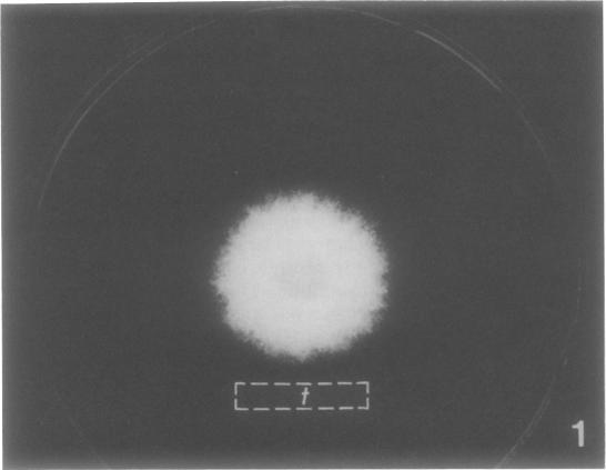 https://cdn.ncbi.nlm.nih.gov/pmc/blobs/6df9/1091913/8ee312be9069/plntphys00864-0069-a.jpg