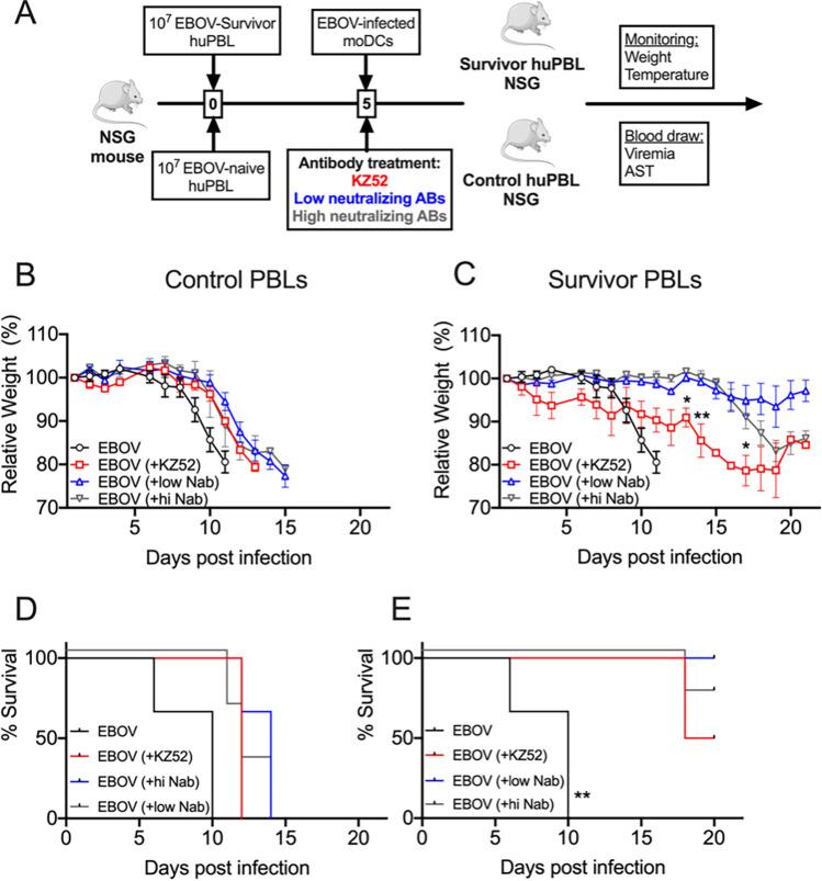 https://cdn.ncbi.nlm.nih.gov/pmc/blobs/6dfa/9517696/137b9fc3ef0e/jvi.00574-22-f006.jpg