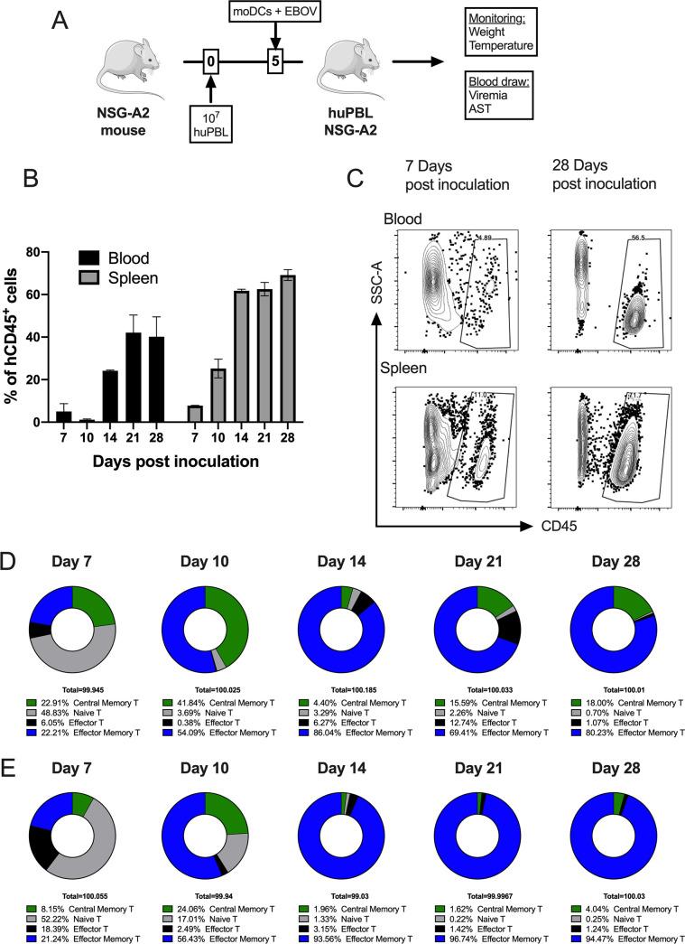 https://cdn.ncbi.nlm.nih.gov/pmc/blobs/6dfa/9517696/1b8133924b07/jvi.00574-22-f001.jpg
