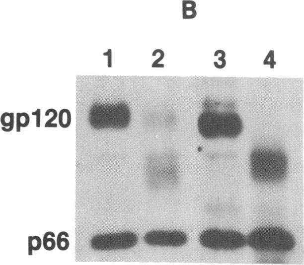 https://cdn.ncbi.nlm.nih.gov/pmc/blobs/6dfd/287137/6095de5bc471/pnas00249-0405-b.jpg