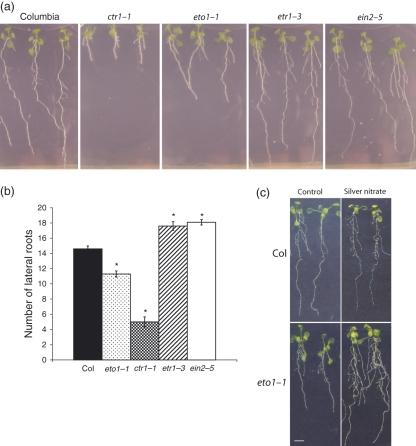 https://cdn.ncbi.nlm.nih.gov/pmc/blobs/6dfe/2635504/ea29185a0c9b/tpj0055-0175-f1.jpg