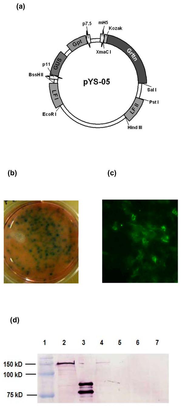 https://cdn.ncbi.nlm.nih.gov/pmc/blobs/6dfe/3117847/6f7528a3c29f/1743-422X-8-265-1.jpg