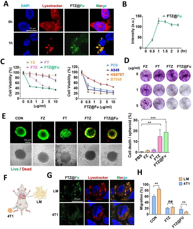 https://cdn.ncbi.nlm.nih.gov/pmc/blobs/6e00/12128240/20e63bd72413/12951_2025_3473_Fig5_HTML.jpg