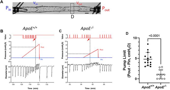https://cdn.ncbi.nlm.nih.gov/pmc/blobs/6e01/9852907/e355f05278ec/fphys-13-1098408-g004.jpg