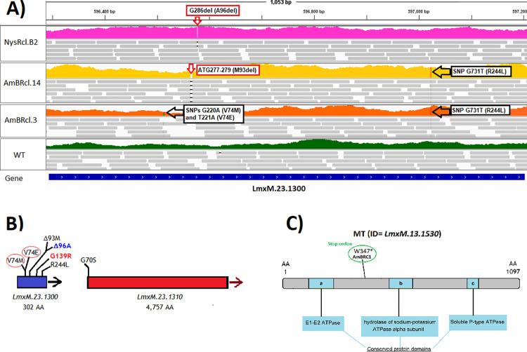 https://cdn.ncbi.nlm.nih.gov/pmc/blobs/6e03/9581426/487b7dc4b9b5/pntd.0010779.g005.jpg