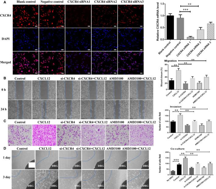 https://cdn.ncbi.nlm.nih.gov/pmc/blobs/6e07/8358865/d0fbbcb279eb/JCMM-25-7901-g003.jpg