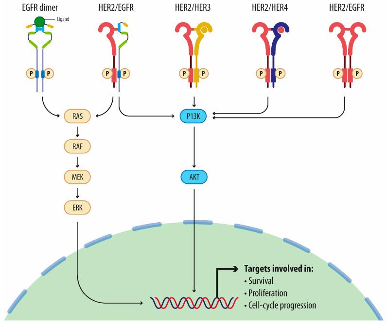 https://cdn.ncbi.nlm.nih.gov/pmc/blobs/6e0f/11240652/acc00febf5ba/cancers-16-02466-g001.jpg