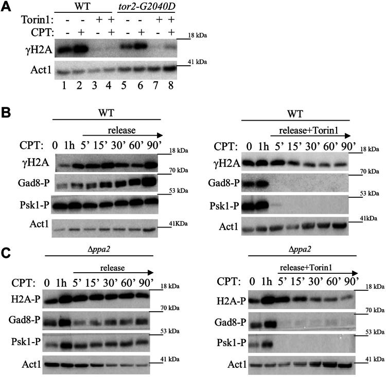 https://cdn.ncbi.nlm.nih.gov/pmc/blobs/6e0f/11321321/210f1ae26768/gr4.jpg