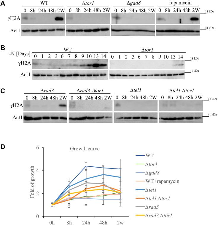 https://cdn.ncbi.nlm.nih.gov/pmc/blobs/6e0f/11321321/b67498ff0a88/gr2.jpg