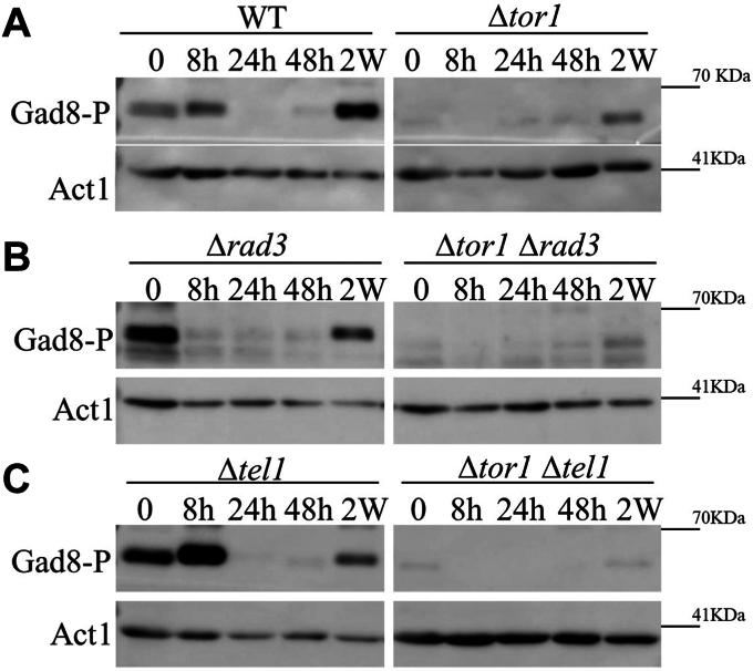 https://cdn.ncbi.nlm.nih.gov/pmc/blobs/6e0f/11321321/d7df9ffc5616/gr3.jpg