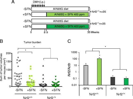https://cdn.ncbi.nlm.nih.gov/pmc/blobs/6e10/4575421/618f8a26b53c/13148_2015_132_Fig3_HTML.jpg