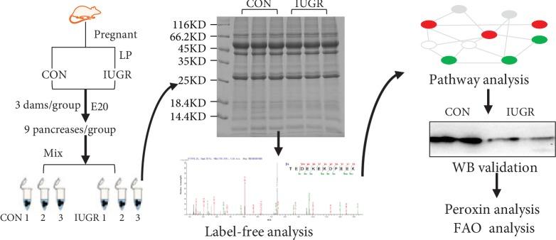 https://cdn.ncbi.nlm.nih.gov/pmc/blobs/6e12/6874927/bea649a0f205/OMCL2019-1520753.001.jpg