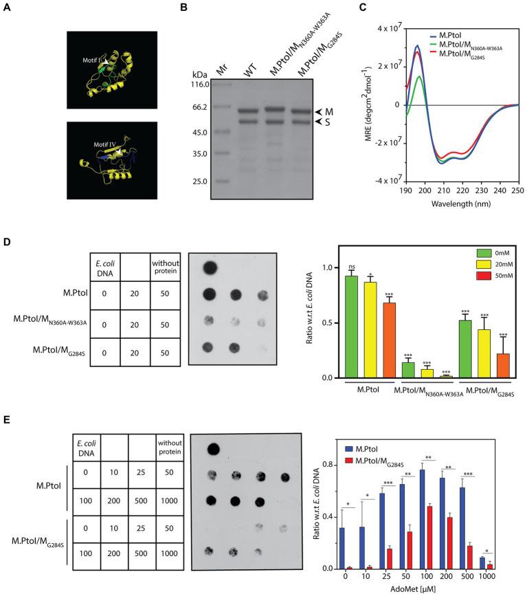 https://cdn.ncbi.nlm.nih.gov/pmc/blobs/6e13/10050889/8ccc63eea936/fmicb-14-1126750-g008.jpg