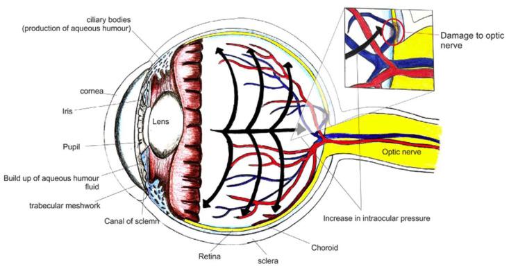 https://cdn.ncbi.nlm.nih.gov/pmc/blobs/6e14/12388915/cd9decd0a6d6/pharmaceutics-17-01087-g002.jpg