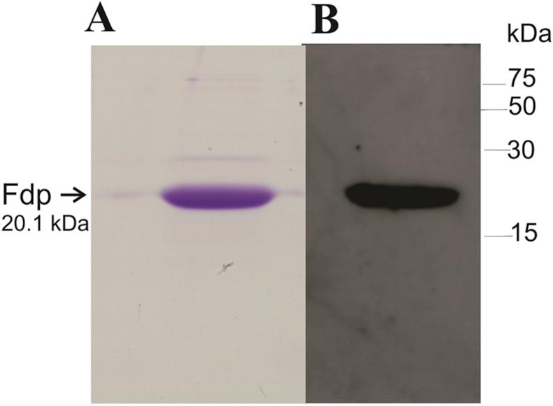 https://cdn.ncbi.nlm.nih.gov/pmc/blobs/6e14/7561615/29708e9ac2db/gr4.jpg