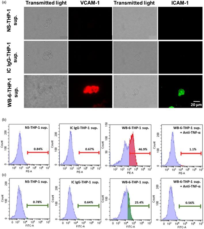 https://cdn.ncbi.nlm.nih.gov/pmc/blobs/6e15/6330651/aa079dd2f18c/CEI-195-167-g006.jpg