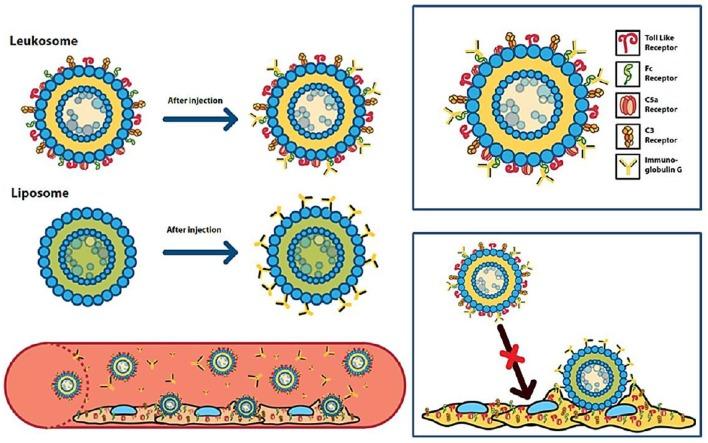 https://cdn.ncbi.nlm.nih.gov/pmc/blobs/6e19/7145938/e1aaf68f86a2/fbioe-08-00166-g0004.jpg
